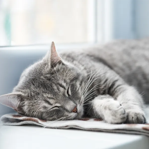 Bien etre chat domicile